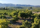 Finca rústica en venda a la España, Pego, ref.: TR395057 foto