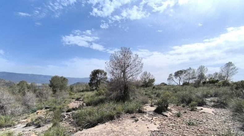 Murcia - Yecla - 510000m2