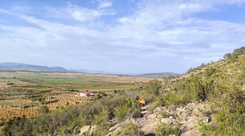 Murcia - Yecla - 510000m2