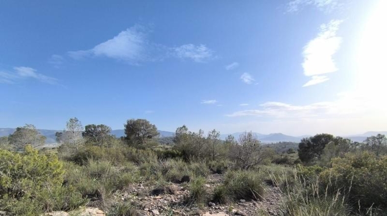 Murcia - Yecla - 510000m2