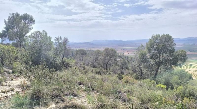 Murcia - Yecla - 510000m2