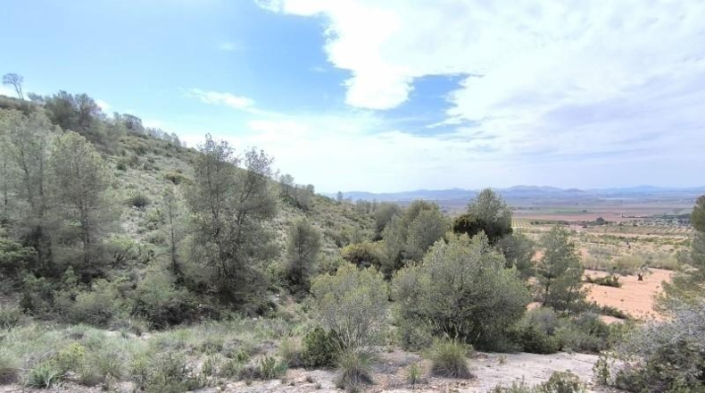 Murcia - Yecla - 510000m2