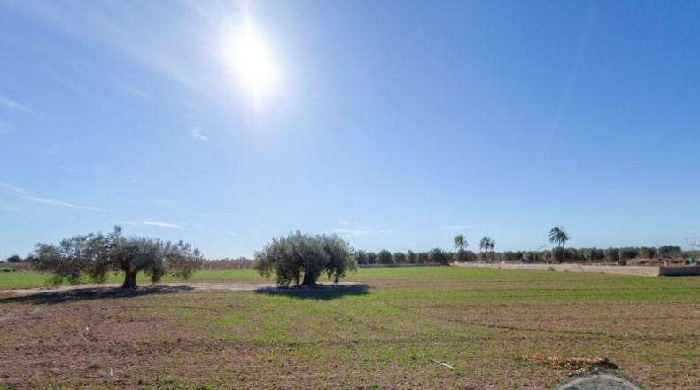 Alicante - Elche - 42521m2
