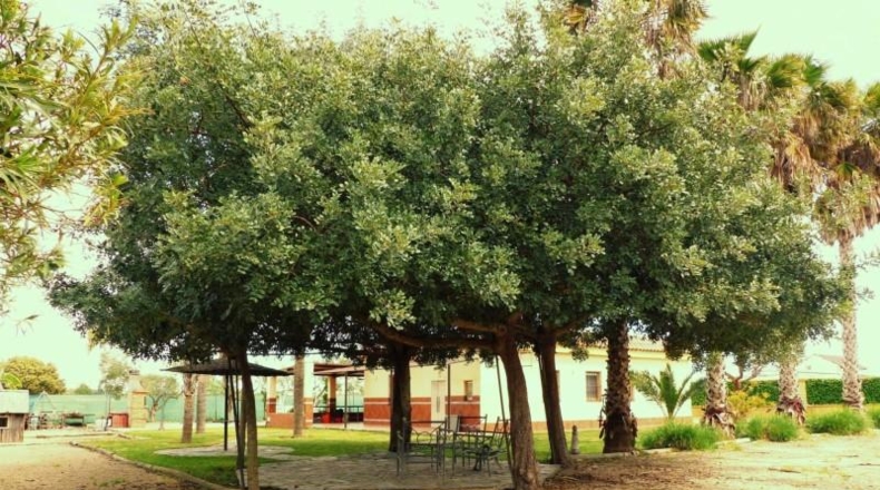 Cádiz - Sanlúcar de Barrameda - 4400m2