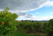 Casa de camp amb terreny en venda a la España, Alhaurín el Grande, ref.: TR232544 foto