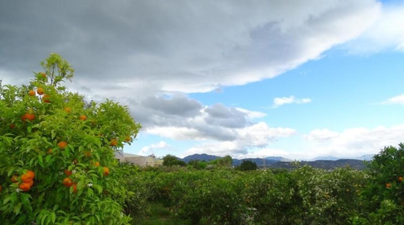 Málaga - Alhaurín el Grande - 15000m2