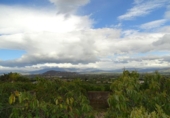 Casa de camp amb terreny en venda a la España, Alhaurín el Grande, ref.: TR232544 foto