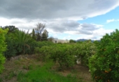 Casa de camp amb terreny en venda a la España, Alhaurín el Grande, ref.: TR232544 foto
