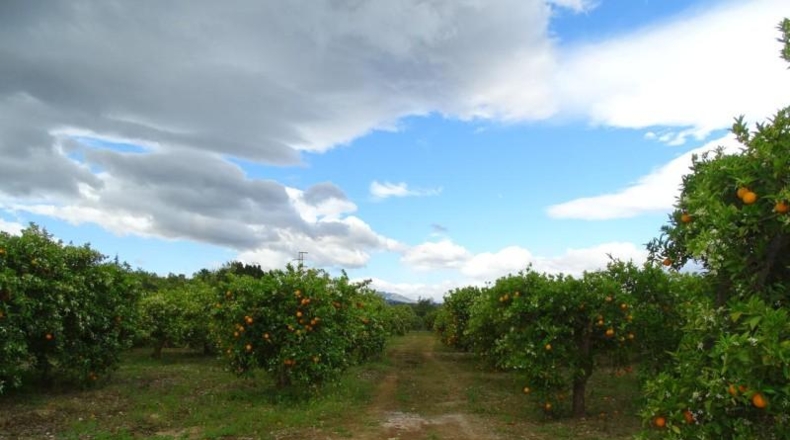 Málaga - Alhaurín el Grande - 15000m2