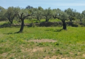 Rural estate for sale in Rossell ref: TR404706 photo