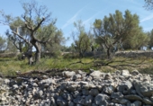 Rural estate for sale in Rossell ref: TR404706 photo