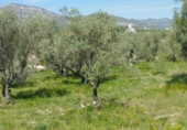 Rural estate for sale in Rossell ref: TR404706 photo