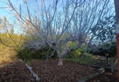 Detached villa with land for sale in Bétera ref: TR404697 photo