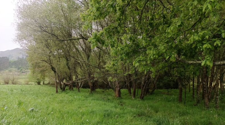 Asturias - Llanes - 9000m2