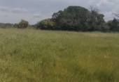 Rural estate for sale in Isla Cristina ref: TR403340 photo