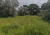Rural estate for sale in Isla Cristina ref: TR403340 photo