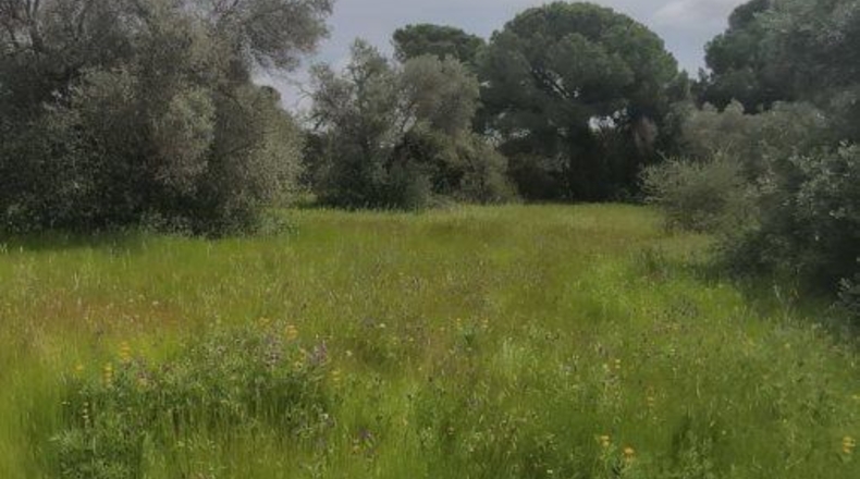 Huelva - Isla Cristina - 13351m2