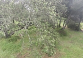 Rural estate for sale in Isla Cristina ref: TR403340 photo