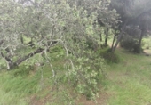 Rural estate for sale in Isla Cristina ref: TR403340 photo