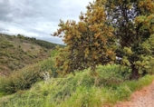 Suelo urbano en venta en la España, Ponferrada, ref: TR233584 foto