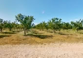 Granja en venta en la Pou Joa, Ulldecona, ref: TR403317 foto