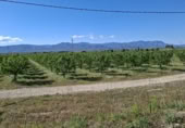 Granja en venta en la Pou Joa, Ulldecona, ref: TR403317 foto