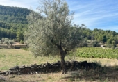 Xalet independent amb terreny en venda a la España, Vall-de-roures, ref.: TR293462 foto