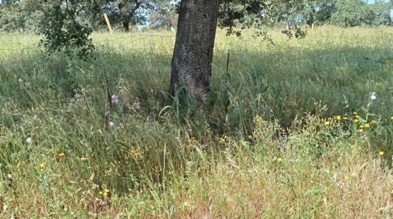 Badajoz - Badajoz - 600m2