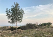 Sòl urbà en venda a la España, Calafell, ref.: TR123243 foto