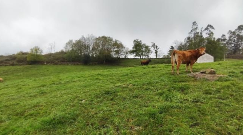 Cantabria - Carrascal de San Miguel - 14539m2