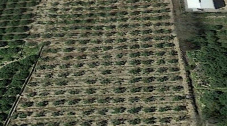 Múrcia - Murcia - 10000m2