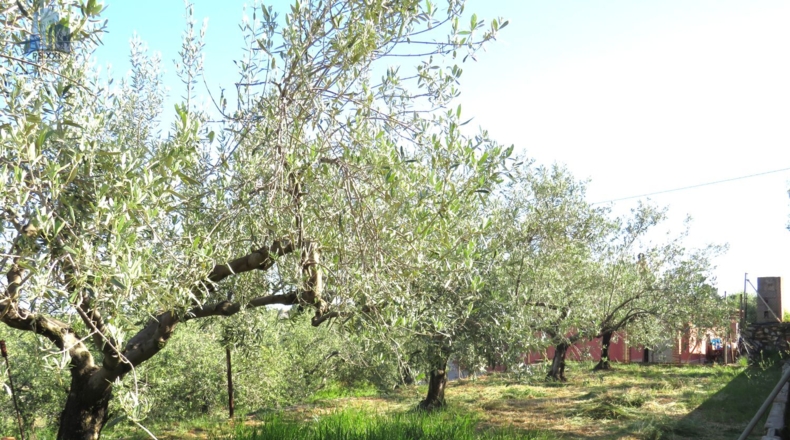 Castellón - Onda - 2498m2