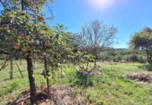 Finca rústica en venta en Casa Nueva ref: TR350195 foto