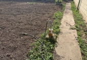 Отдельно стоящий дом с участком на продажу в городе Nalda. Фото