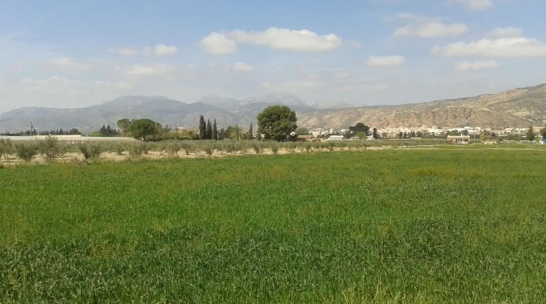 Murcia - Alhama de Murcia - 13975m2