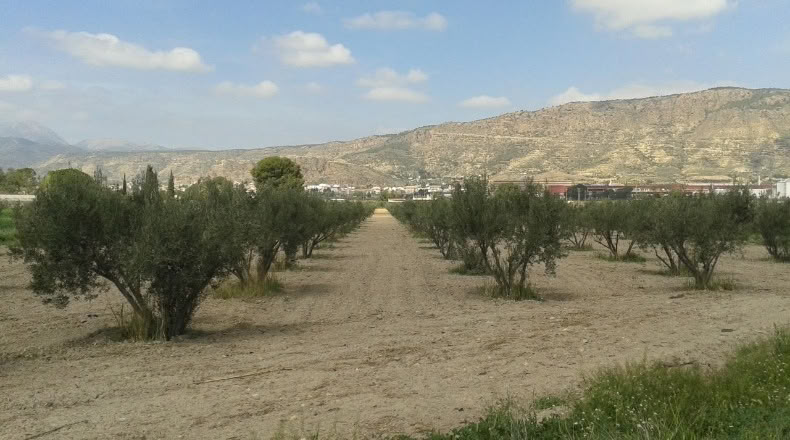 Murcia - Alhama de Murcia - 13975m2
