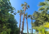 Detached villa with land for sale on España, Torrevieja, ref: TR335544 photo