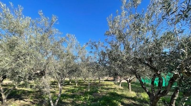 Castellon - Castelló de la Plana - 4415m2