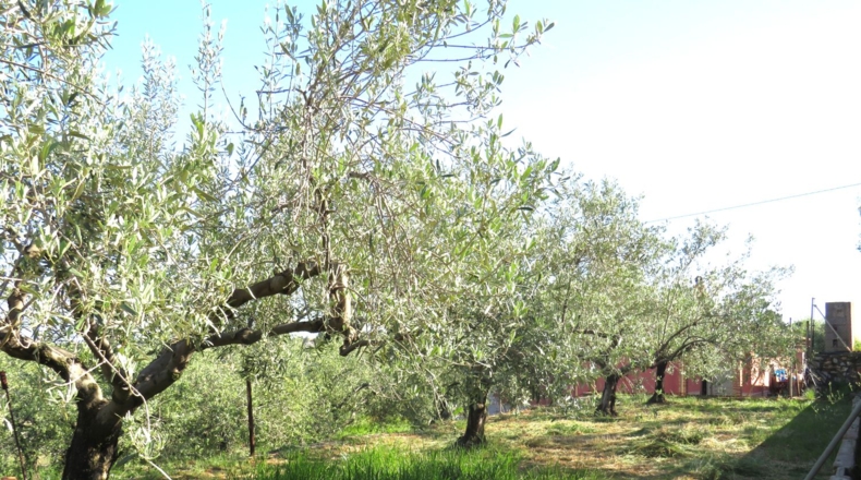 Castellón - Onda - 2498m2
