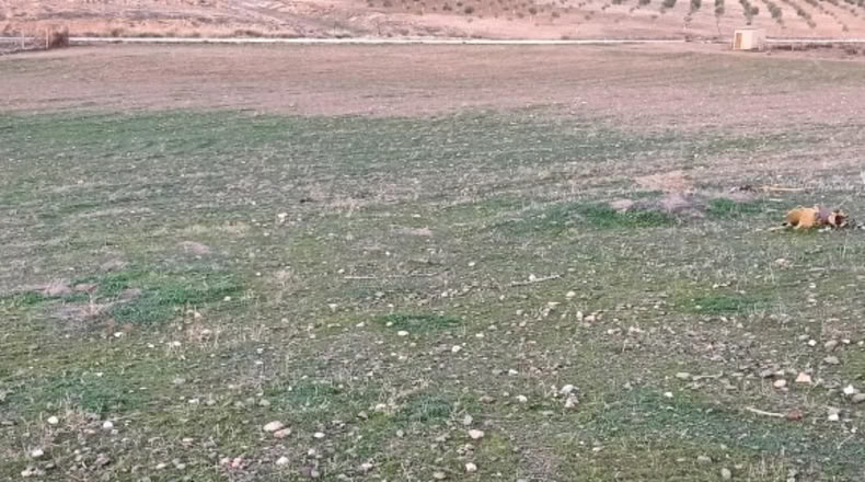 Guadalajara - Valdepeñas de la Sierra - 34000m2