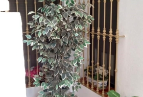 Foto 5