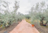 Non-developable land for sale on España, Ogíjares, ref: TR404760 photo