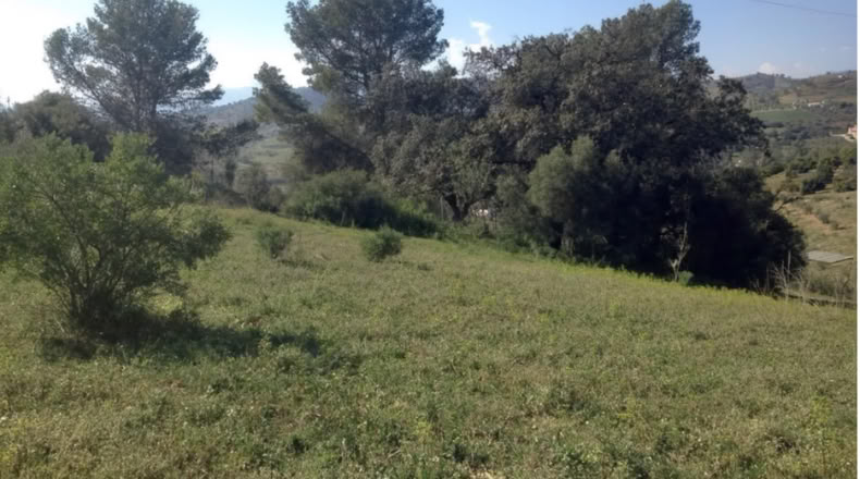 Málaga - Coín - 6540m2