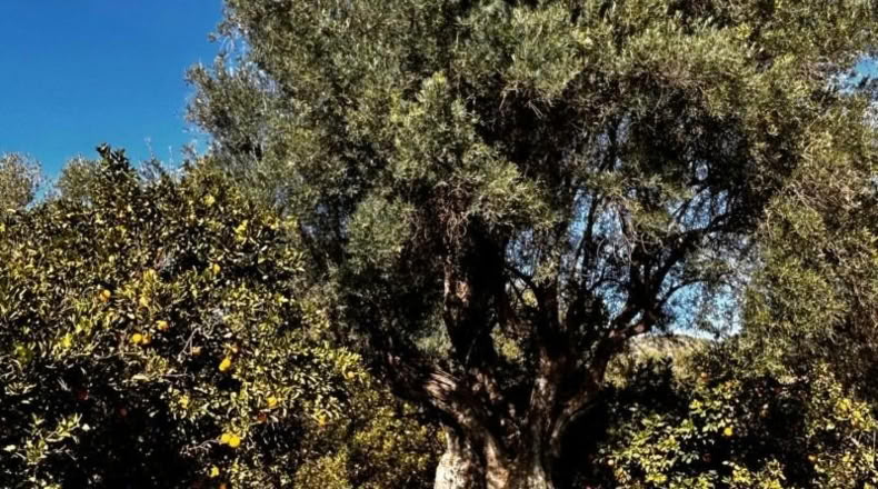 Granada - Talará - 4283m2