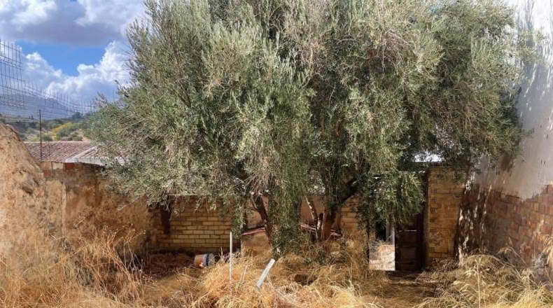 Málaga - Antequera - 223m2