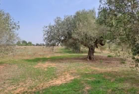 Constantí 18507&nbsp;м²