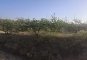 Country house with land for sale on España, Albaida, ref: TR322901 photo