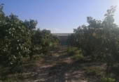 Country house with land for sale on España, Albaida, ref: TR322901 photo
