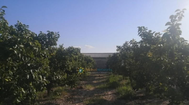 València - Albaida - 33000m2