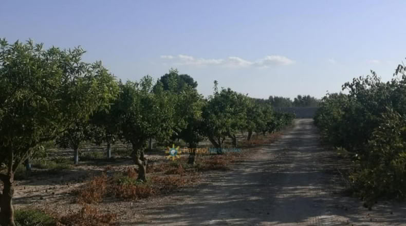 València - Albaida - 33000m2